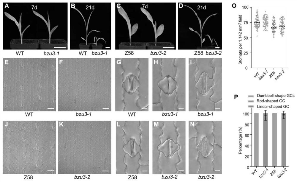 Application of corn Zm00001d029151 gene in regulation and control of morphogenesis of guard cells