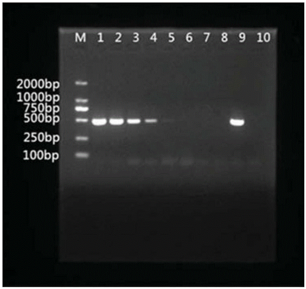 Method and kit for directly extracting DNA of three pathogenic bacteria from milk