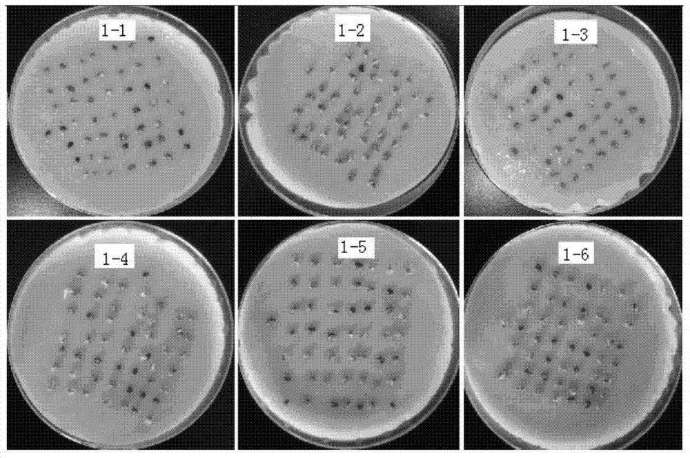 Method for promoting germination of alfalfa seeds