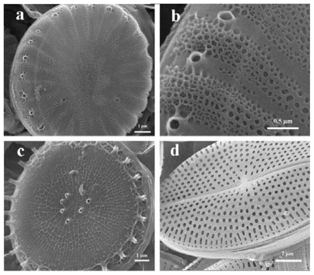 Method for extracting pure diatom shells from marine single-cell diatom