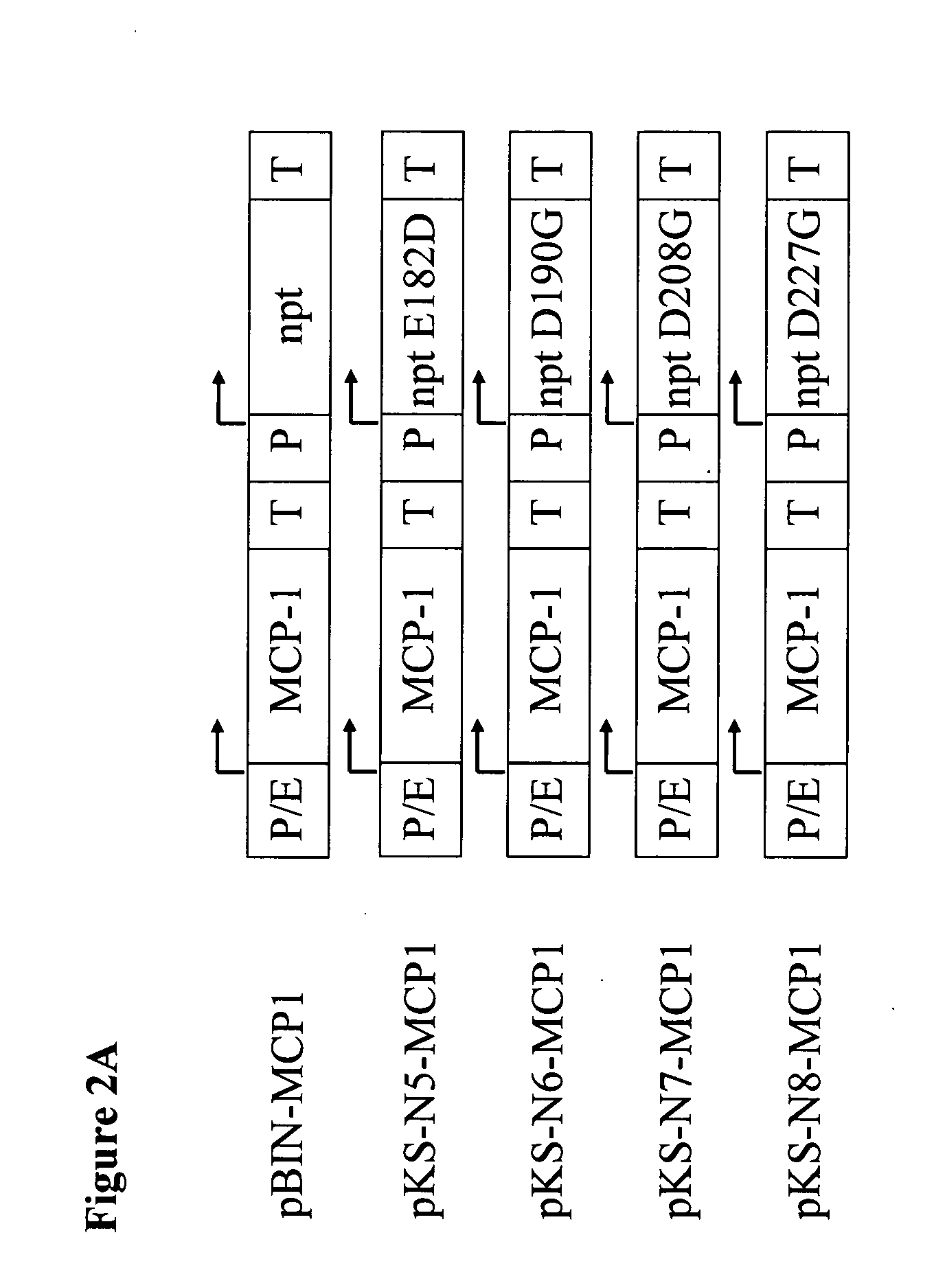 Neomycin-phosphotransferase-genes and methods for the selection for recombinant cells producing high levels of a desired gene product