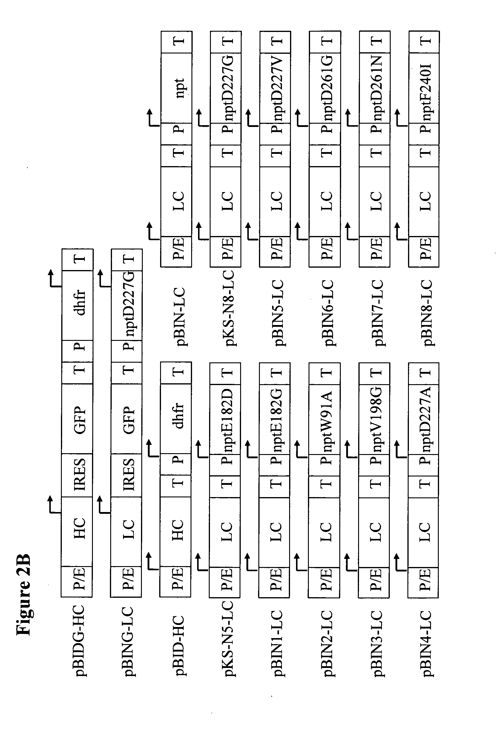 Neomycin-phosphotransferase-genes and methods for the selection for recombinant cells producing high levels of a desired gene product