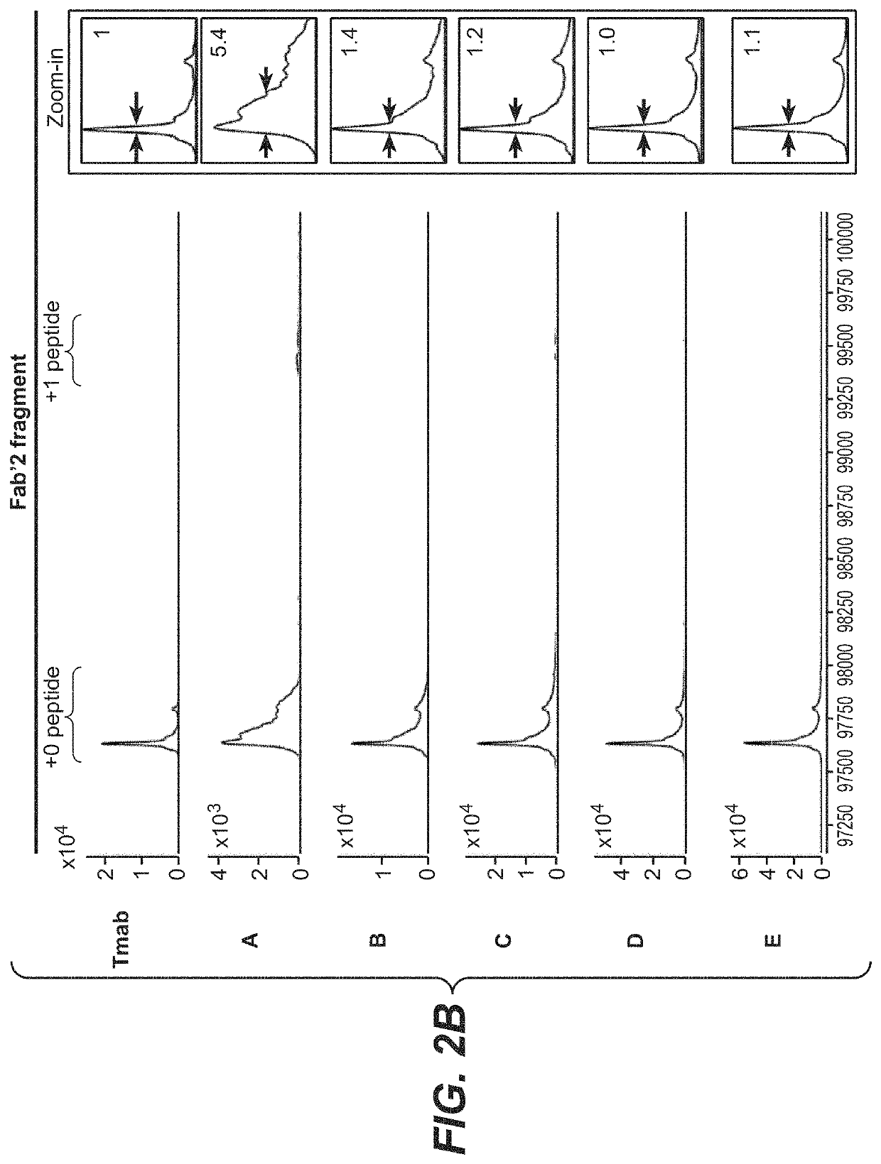 Photocrosslinking peptides for site specific conjugation to fc-containing proteins