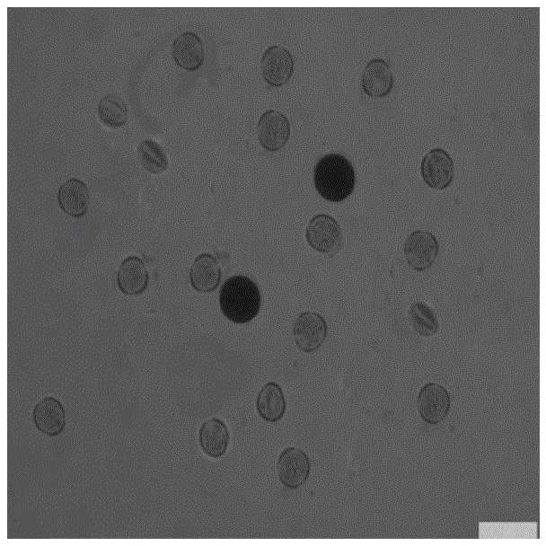 Chemical hybriding agent of Brassica. Rapa and application method thereof