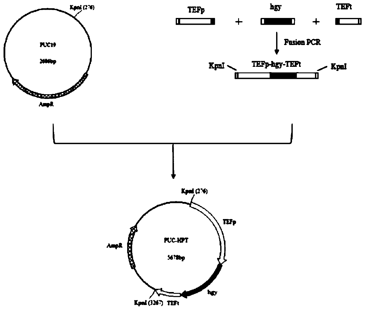 High-yield heavy oil aureobasidium pullulans strain as well as construction method and application thereof