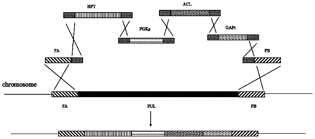 High-yield heavy oil aureobasidium pullulans strain as well as construction method and application thereof