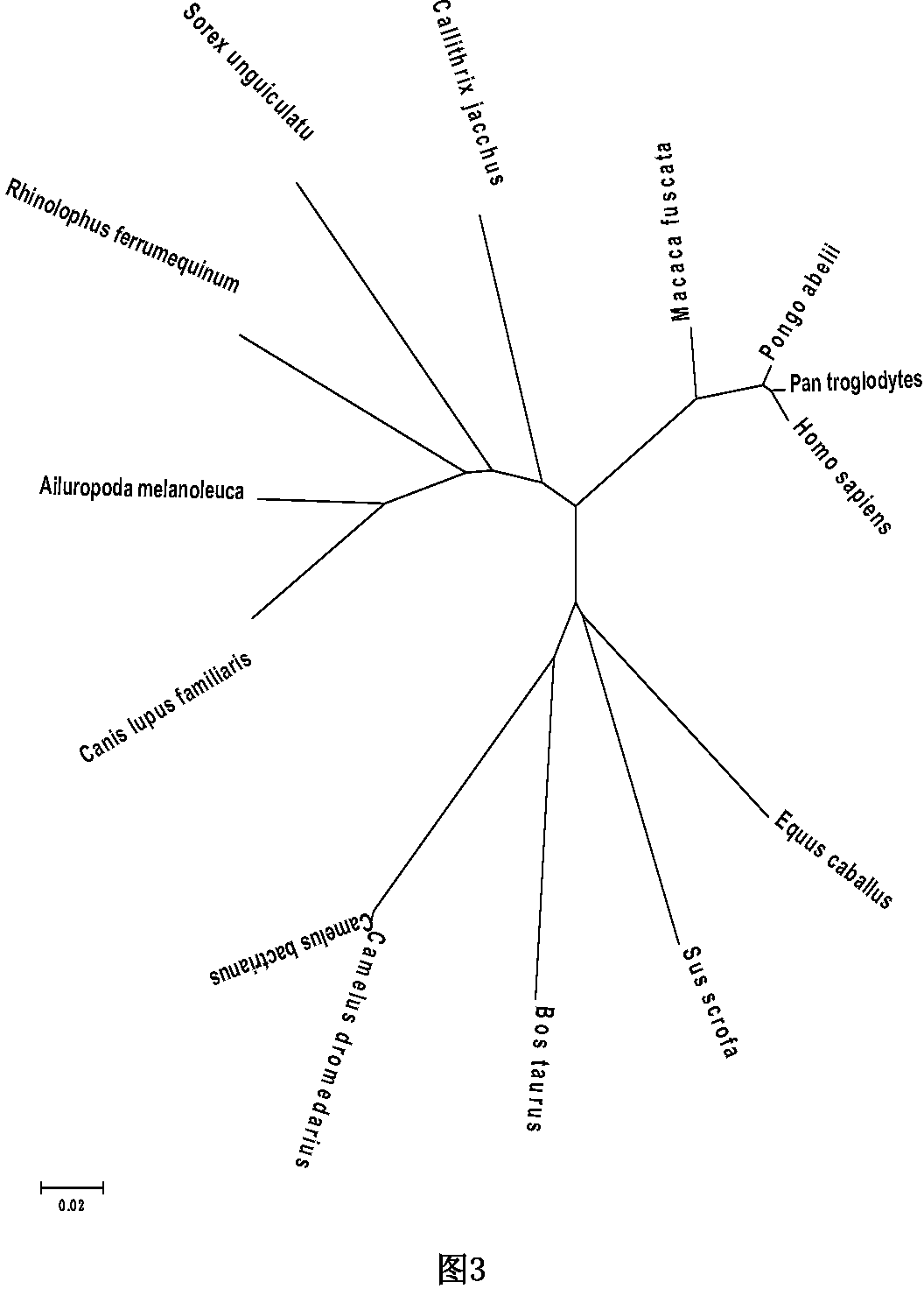 Bactrian camel pepsin A protein gene, recombinant protein and cloning method thereof