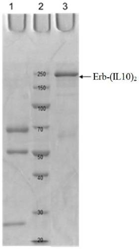 Methods and compositions for cancer treatment