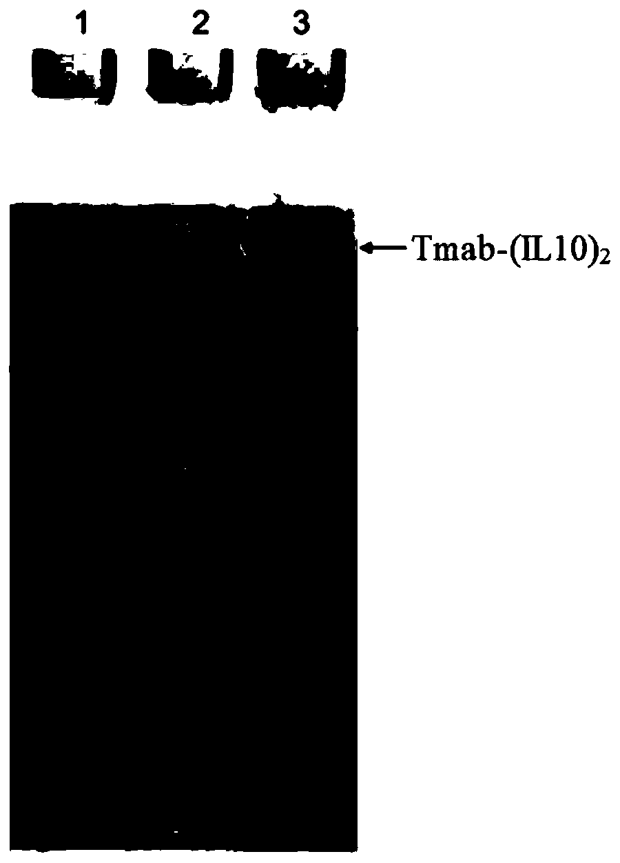 Methods and compositions for cancer treatment