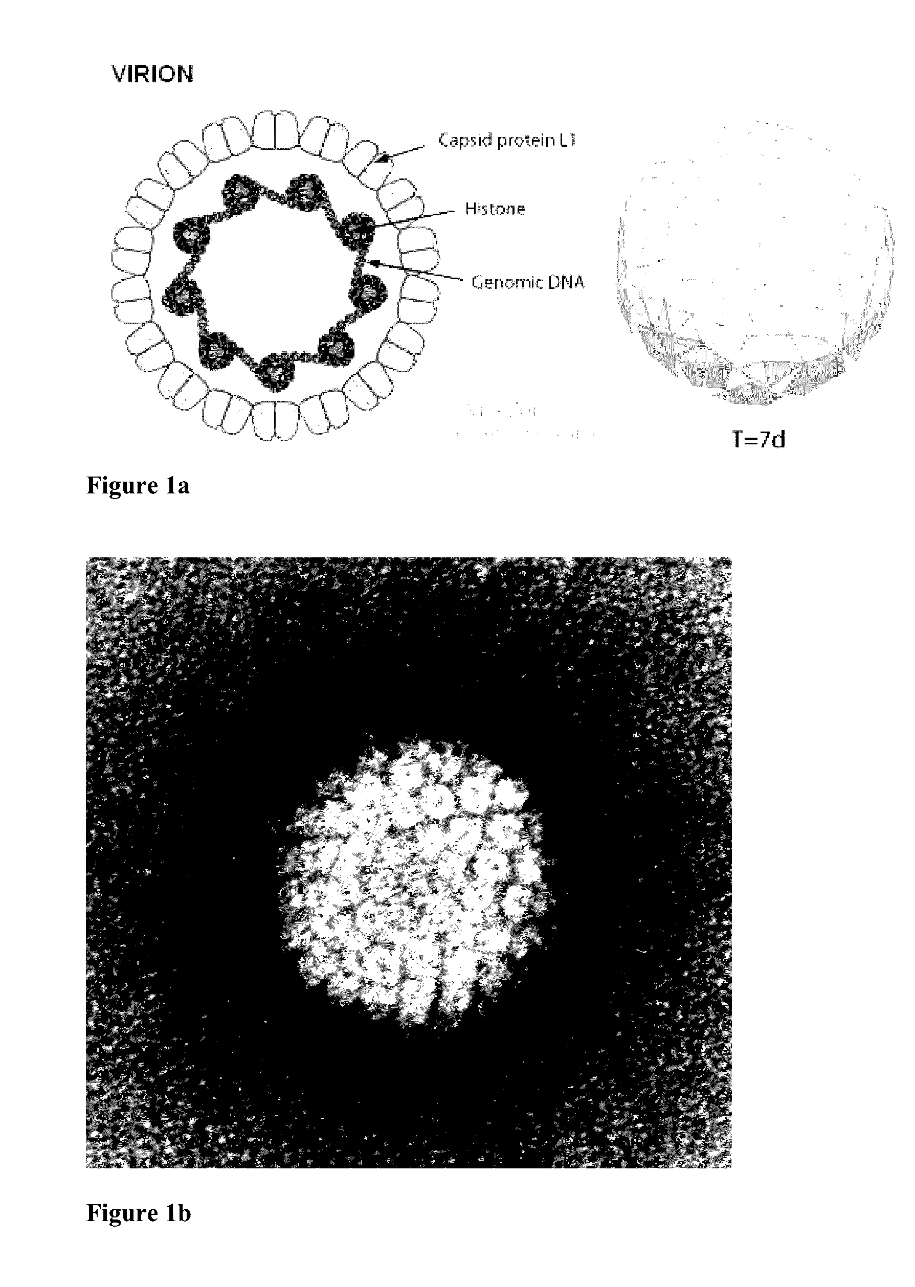 Method for diagnosing, quantifying, treating, monitoring or evaluating conditions, diseases or disorders associated with human papilloma virus (HPV) infection