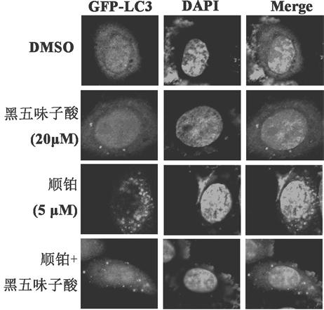 Application of 3, 4-broken cycloartane type triterpenoid compound in preparation of autophagy inhibitors and antitumor drugs