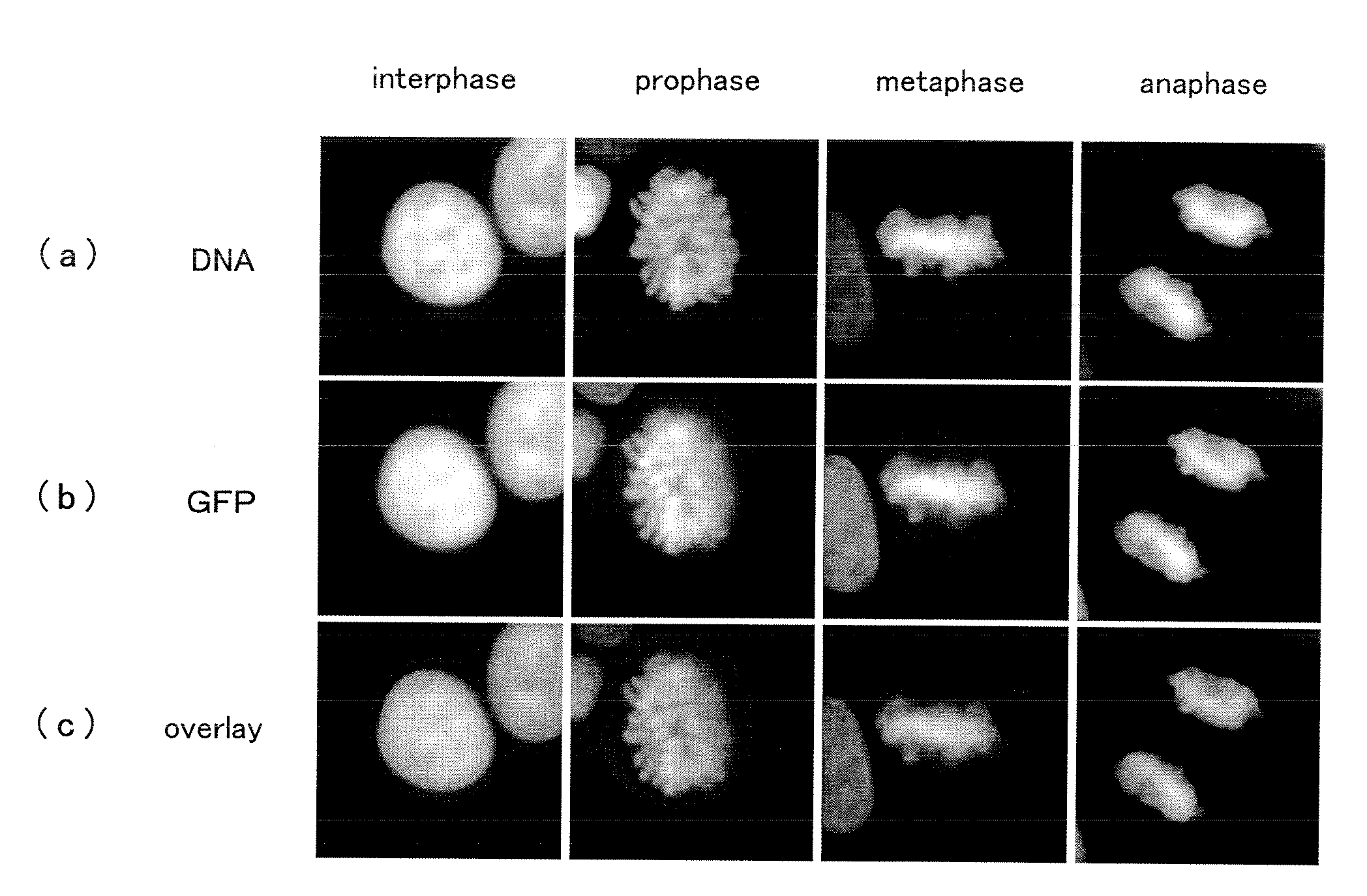 Method for Monitoring Cells, System for Cell-Based Assay, and Program for Cell-Based Assay