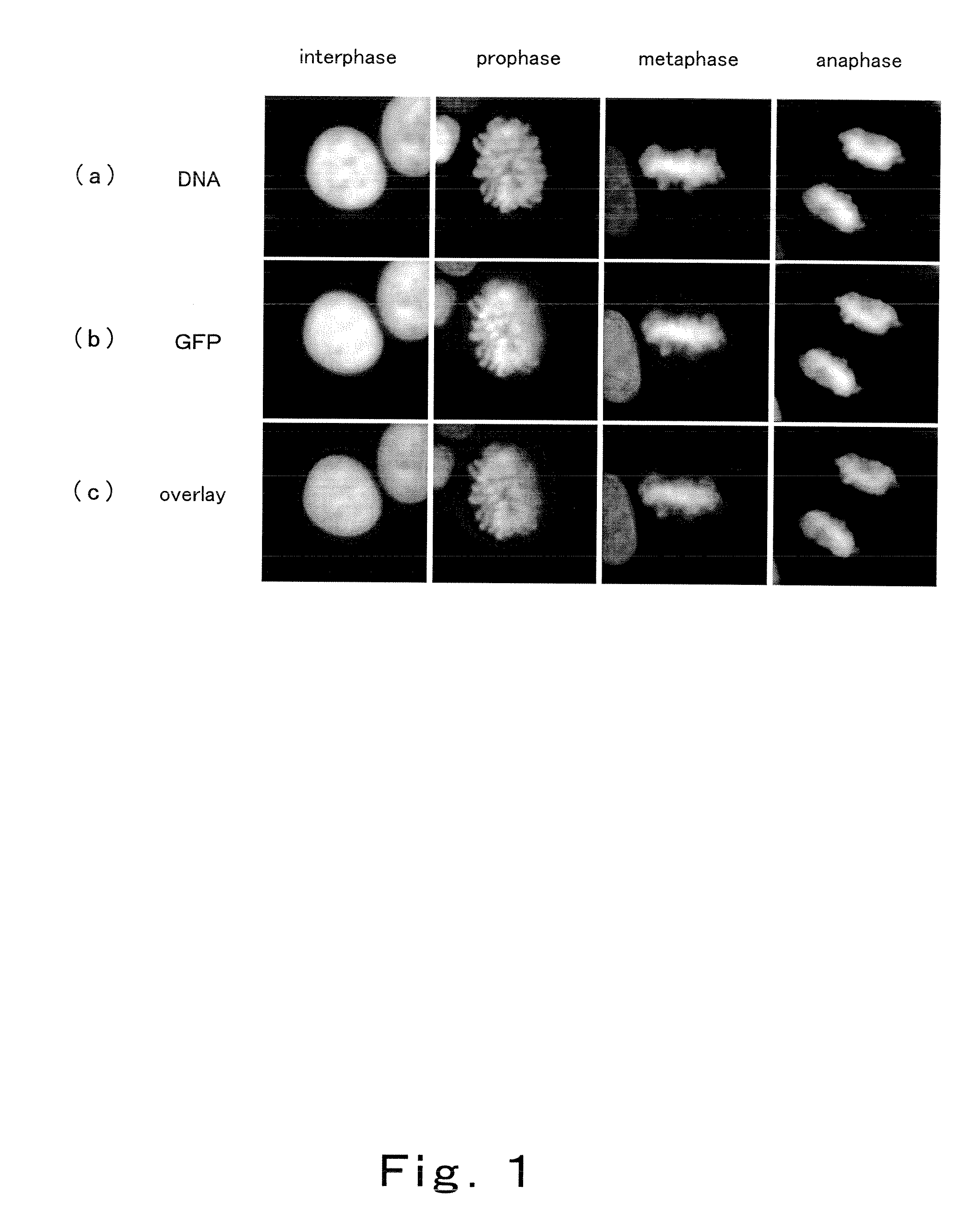 Method for Monitoring Cells, System for Cell-Based Assay, and Program for Cell-Based Assay