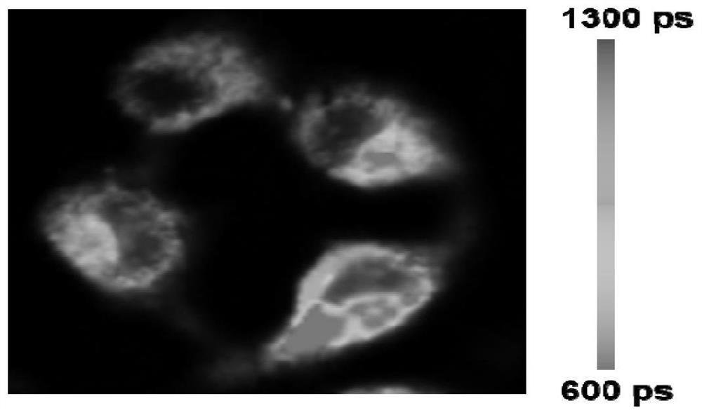 Method for detecting intracellular cytochrome c based on near-infrared fluorescence lifetime imaging