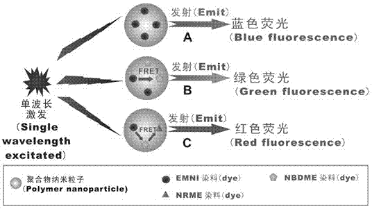 Water-dispersible multicolour fluorescent polymer nanoparticles and preparation method thereof