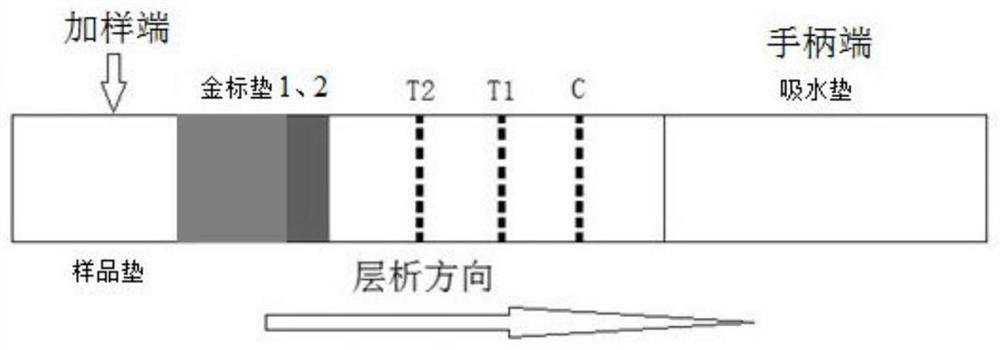 A double-linked gold standard detection test paper for classical swine fever virus and porcine pseudorabies virus and its preparation method