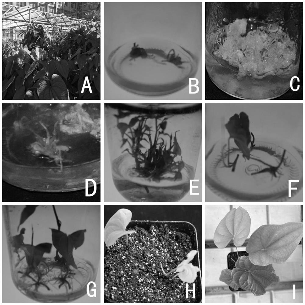 Rapid propagation method and culture medium for Dioscorea composita tissue culture seedlings