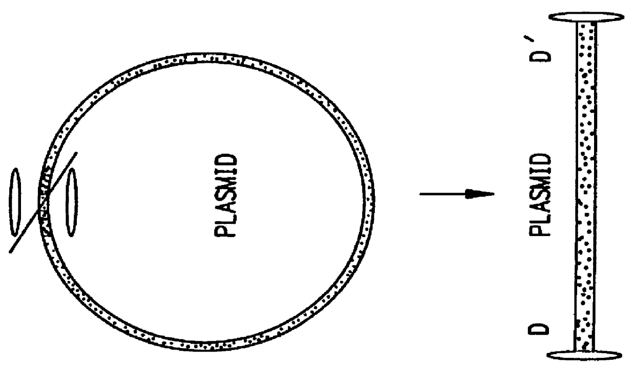 Recombinant viral vector system
