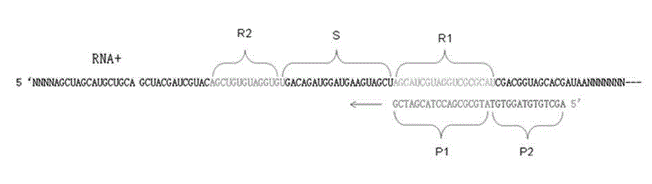 Efficient method for synthesizing cDNA from RNA through reverse transcription