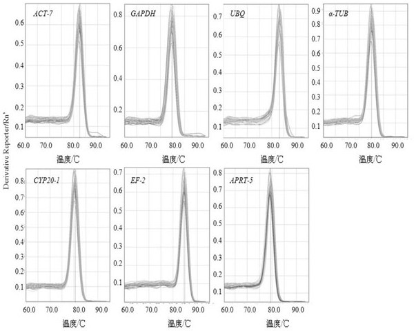 Primers for screening internal reference genes under low temperature stress in lotus mist and their application