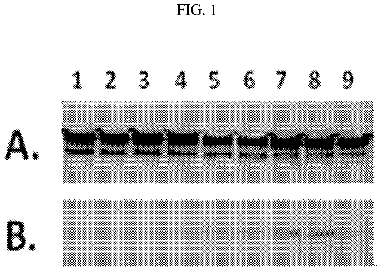 Live salmonella typhi vectors engineered to express heterologous outer membrane protein antigens and methods of use thereof