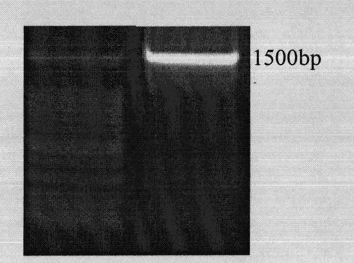 Peanut ferrous transport protein as well as encoding gene and application thereof