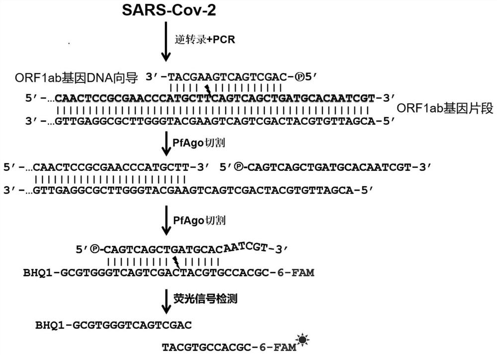 A kind of primer set, kit and application thereof for sars-cov-2 virus nucleic acid detection
