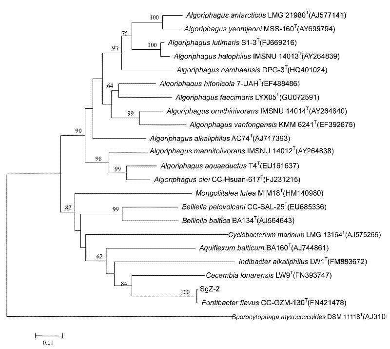 Iron reducing bacteria and application thereof