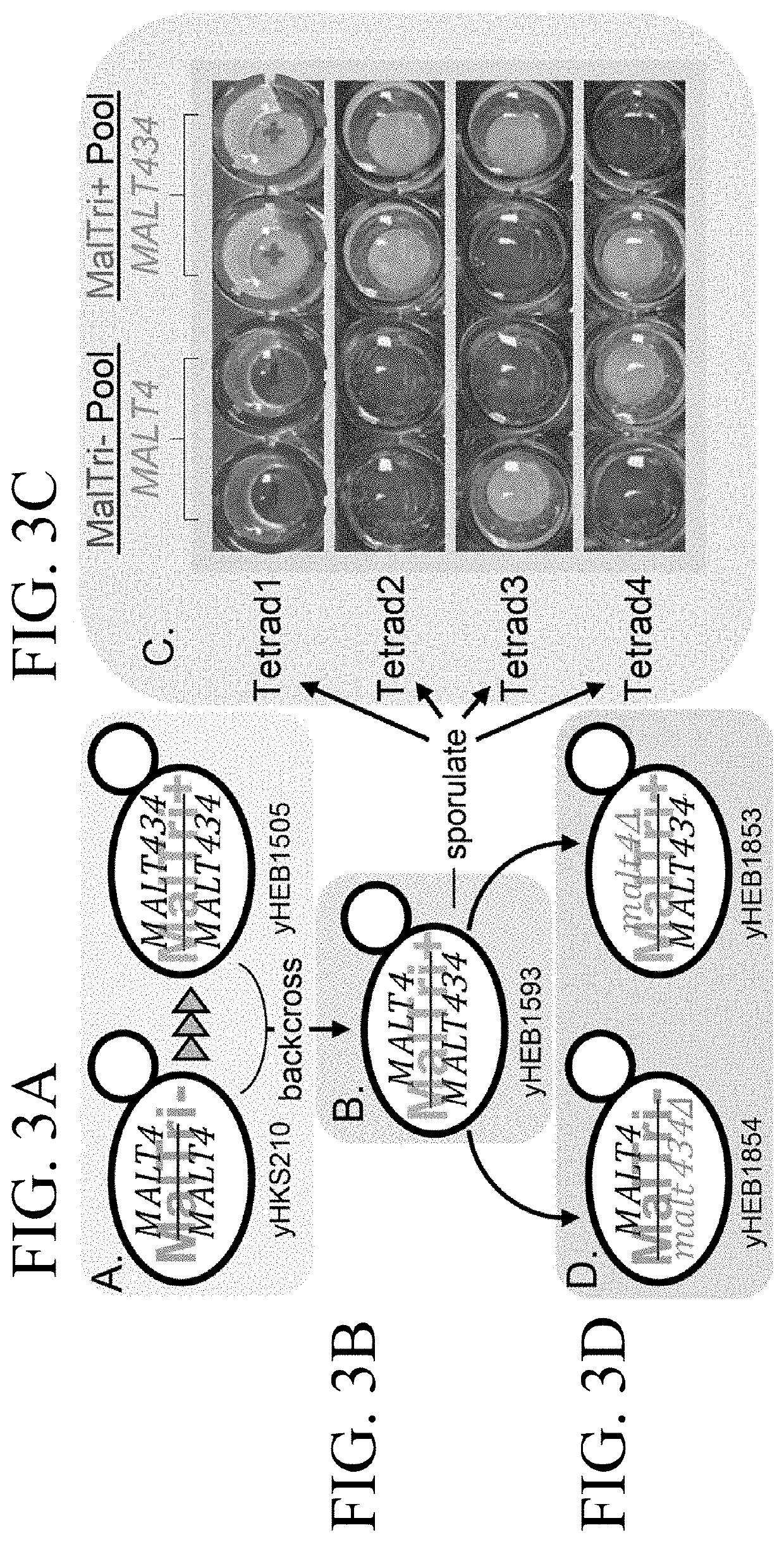 Polypeptide and yeast cell compositions and methods of using the same