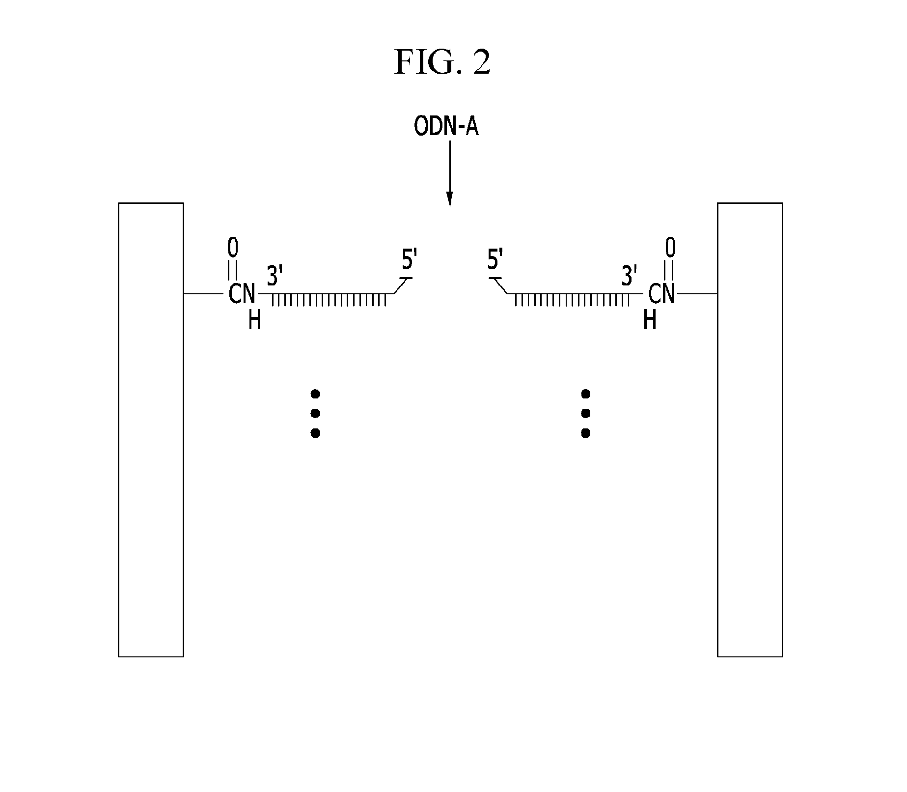 Membrane and method of fabricating the same