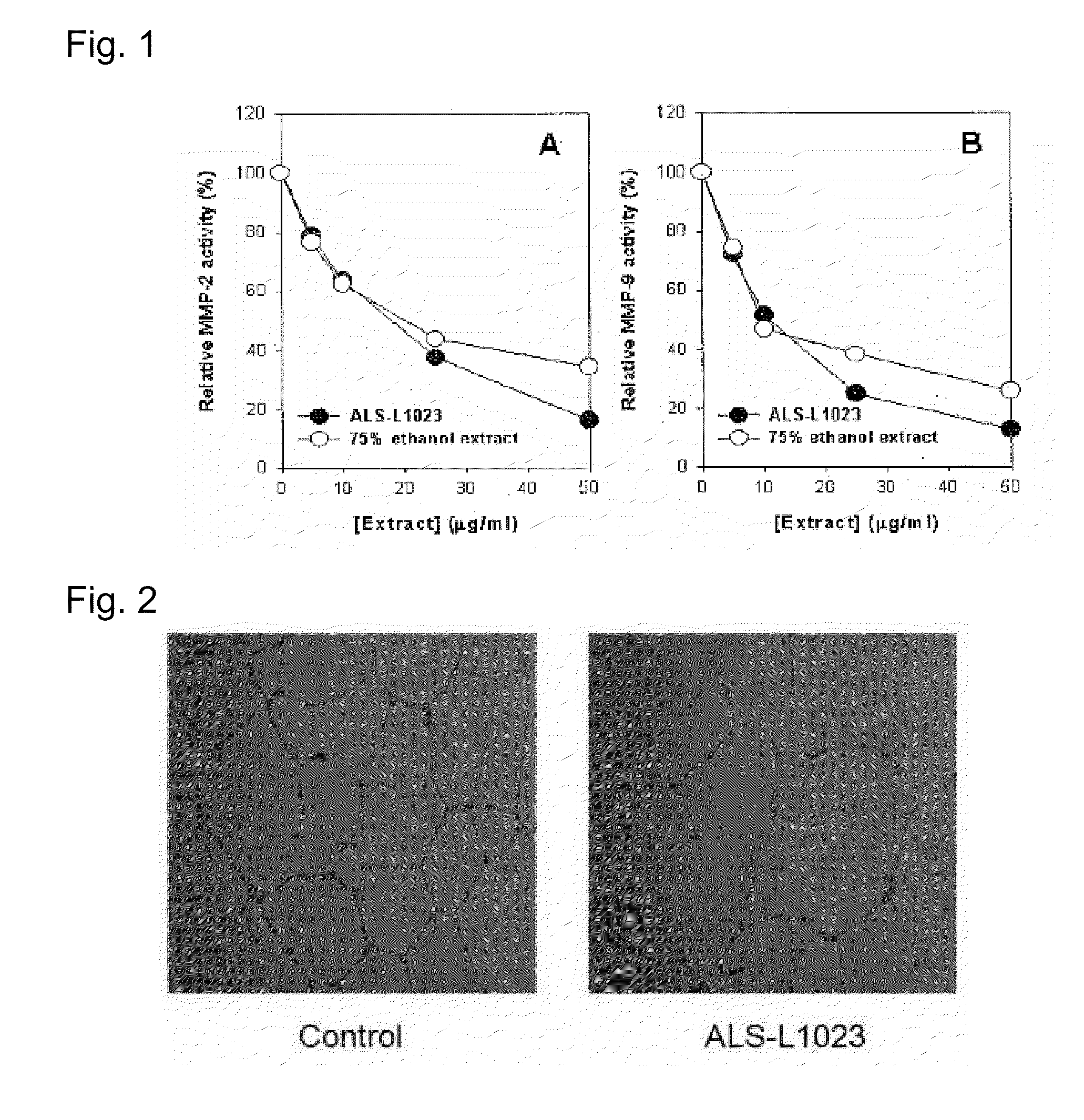 Fraction of melissa leaf extract having angiogenesis and mmp inhibitory activities, and composition comprising the same