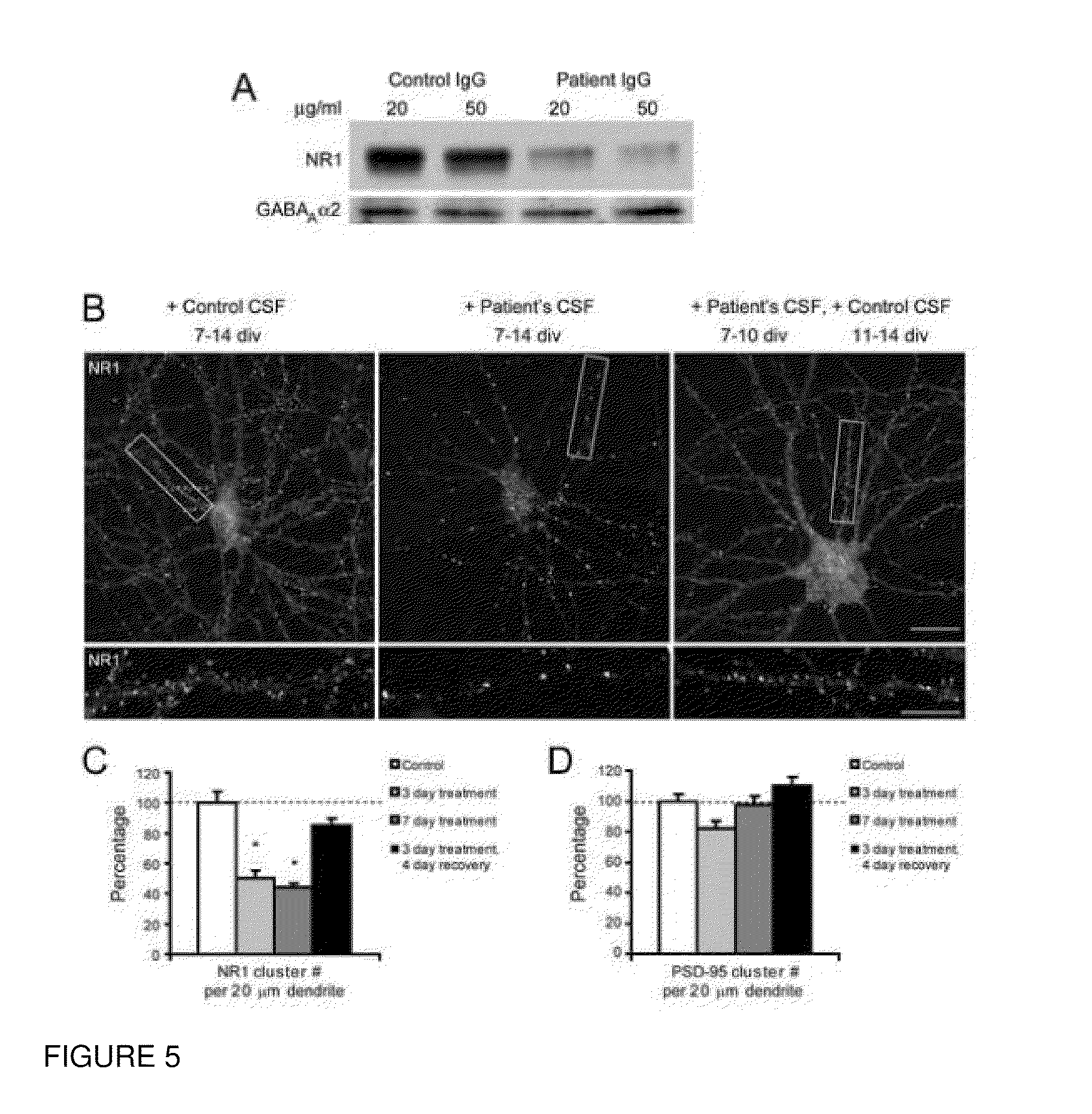 Methods and compositions for treatment and diagnosis of encephalitis or epilepsy