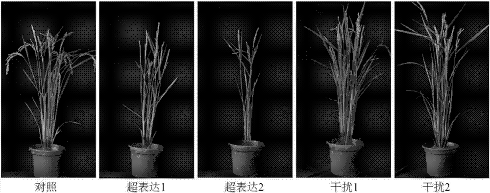 Application of nitrogen transport gene OsNPF7.4 to rice selecting breeding