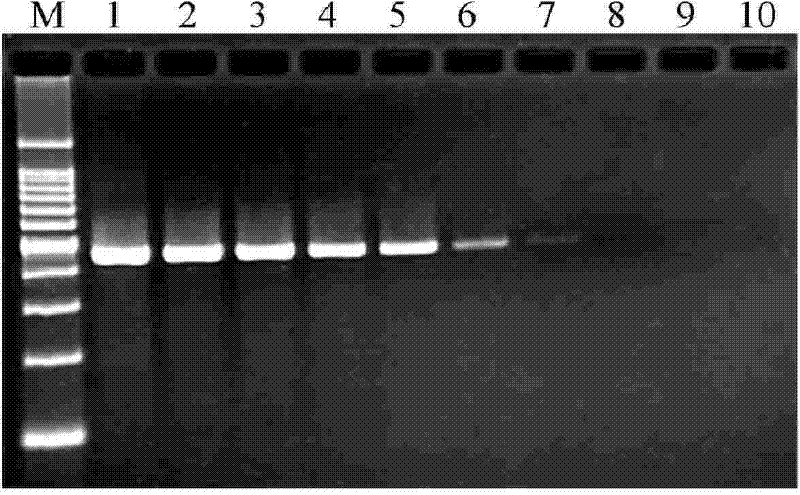 PCR detection method of Salmonella typhimurium, nucleic acid and primer pair thereof