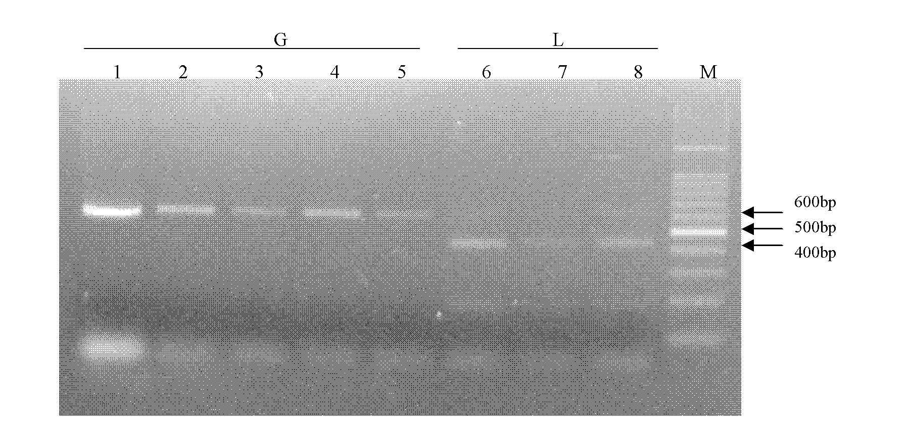 Method for identifying Frankliniella occidentalis species by utilizing PCR (Polymerase Chain Reaction)-RFLP (Restriction Fragment Length Polymorphism) technology