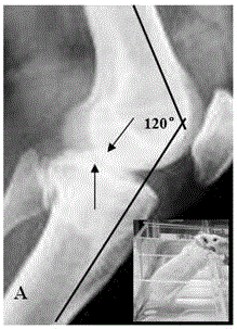 Rat-strain-knee-osteoarthritis model building method