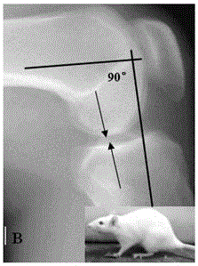 Rat-strain-knee-osteoarthritis model building method
