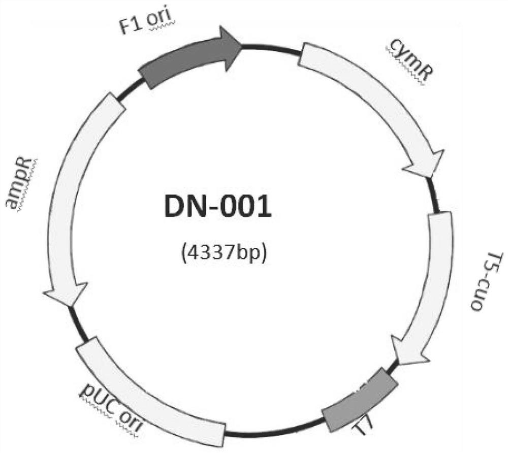 Construction of high-copy and high-expression recombinant plasmid and its application in exogenous gene expression