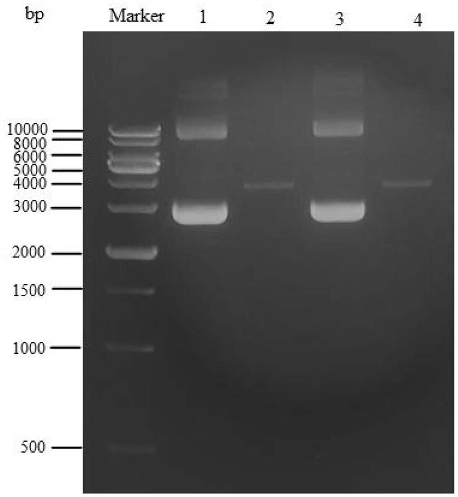 Construction of high-copy and high-expression recombinant plasmid and its application in exogenous gene expression