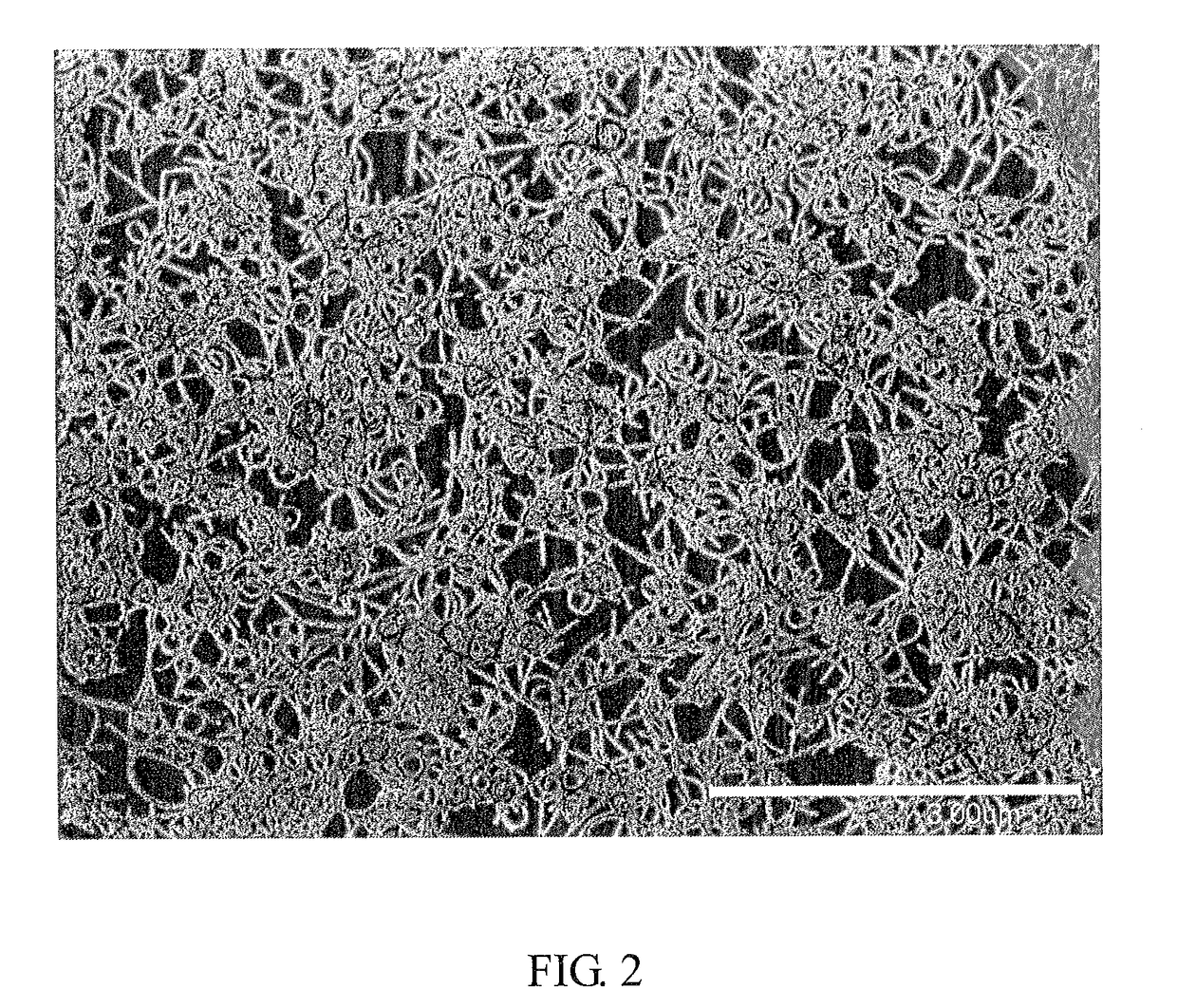 Apparatus and method for aerosol deposition of nanoparticles on a substrate