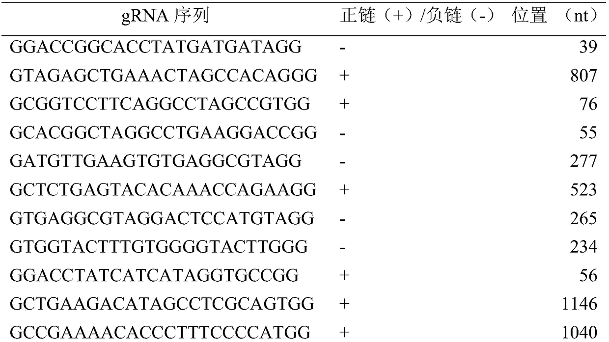 Method for breeding mung bean flowering pollination mutant based on CRISPR/Cas9 gene editing technology and special gRNA
