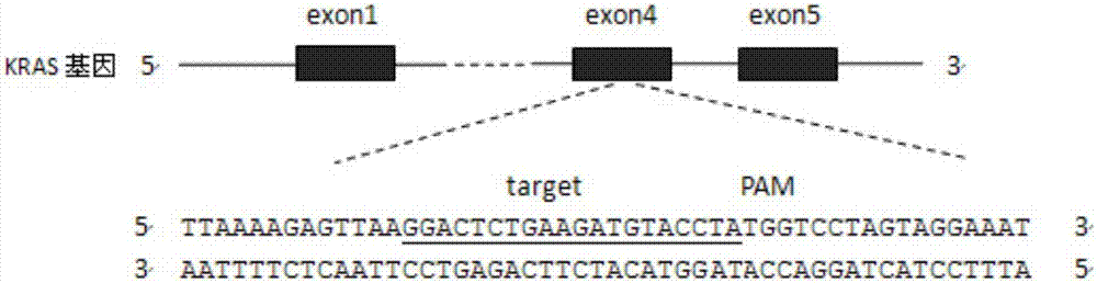 CRISPR (Clustered Regularly Interspaced Short Palindromic Repeats)-Cas9 system capable of simultaneously knocking out KRAS genes and EGFR (Epidermal Growth Factor Receptor) genes and application thereof