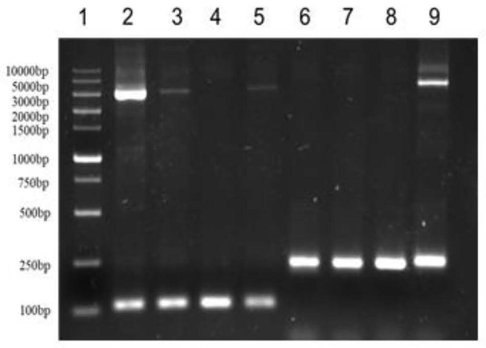 A kind of Lactobacillus plantarum expressing antimicrobial peptide gene
