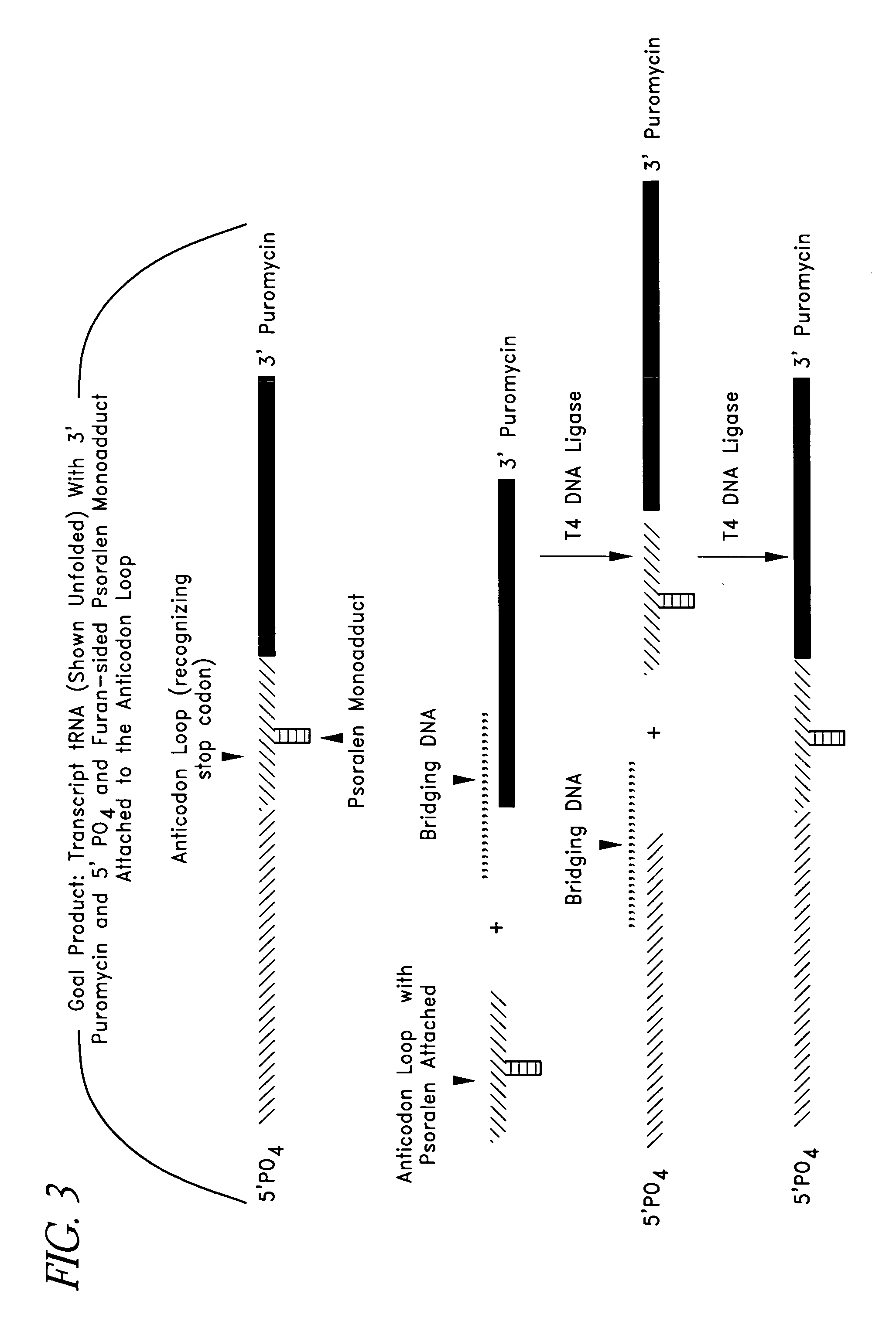 Compositions and methods for the identification and selection of nucleic acids and polypeptides