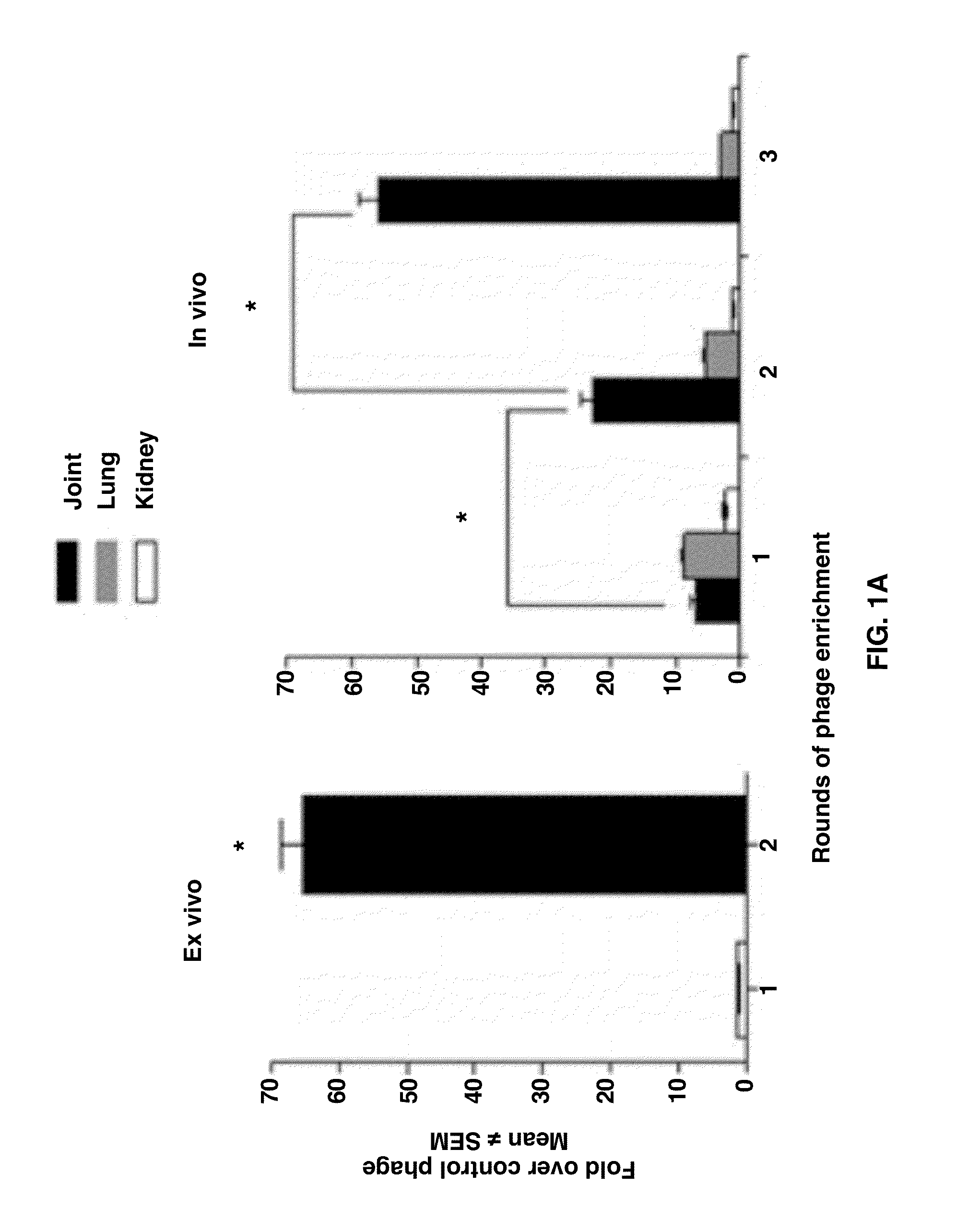 Joint-Homing Peptides and Uses Thereof