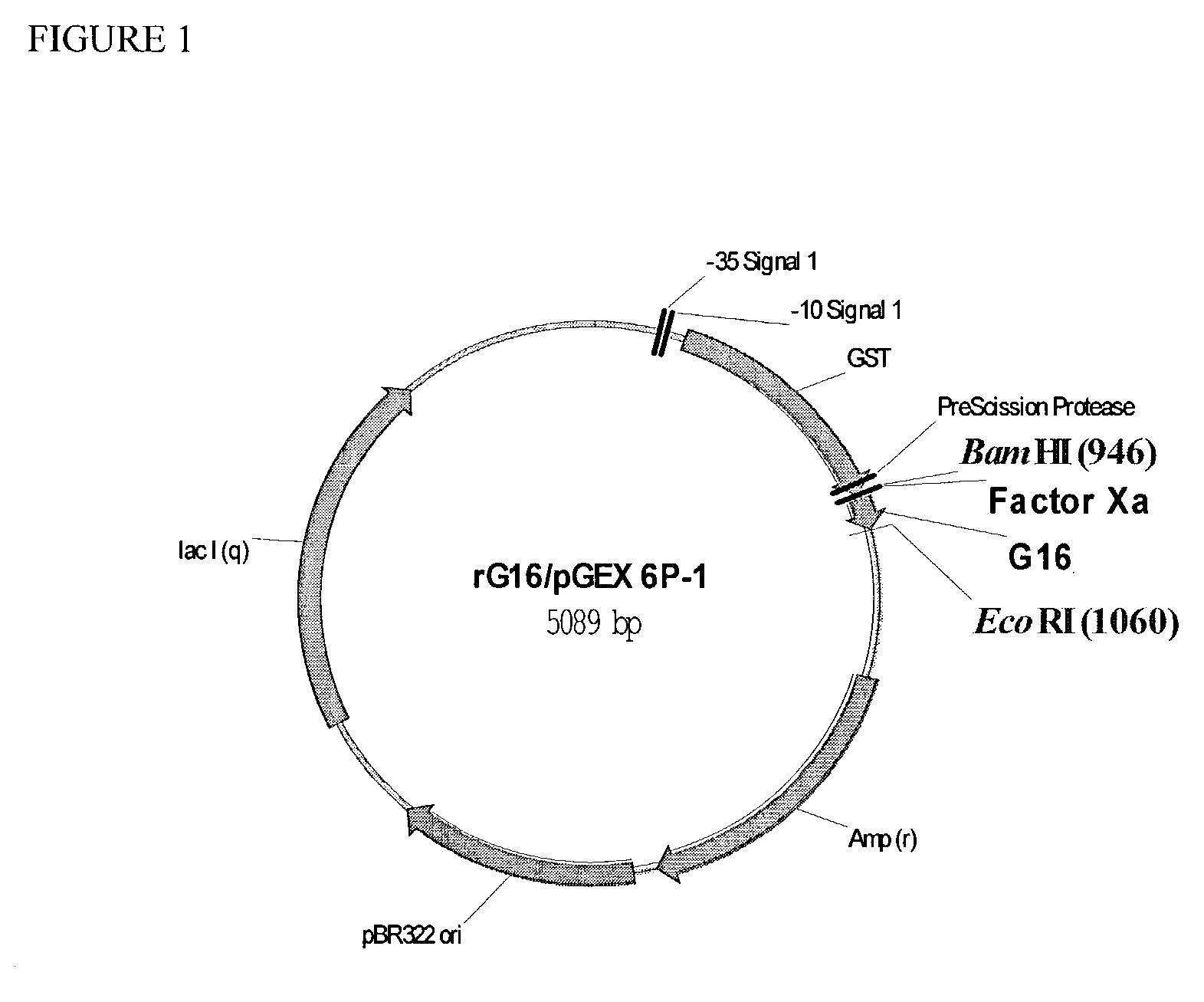 Methods of treating type 2 diabetes with peptides acting as both GLP-1 receptor agonists and glucagon receptor antagonists