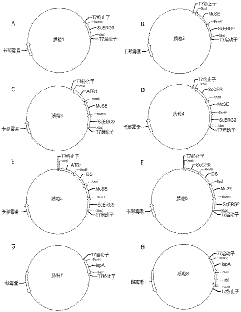 Escherichia coli genetic engineering strain and construction method for synthesizing dammarenediol