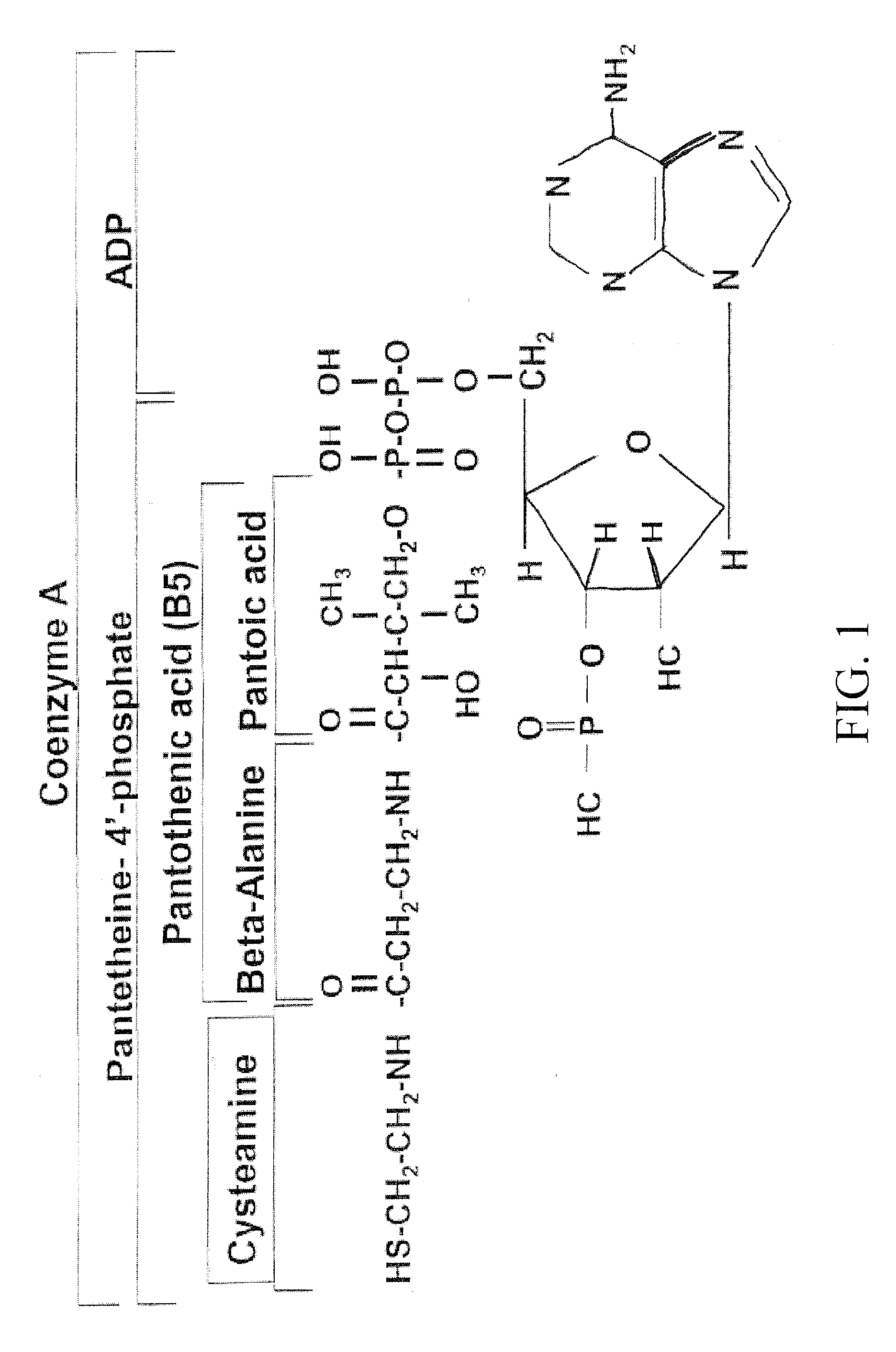 Materials and Methods for Modulating Metabolism