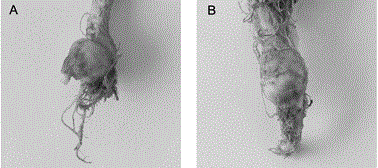 Genetic transformation method of PEG/LiAc mediated plasmodiophora brassicae woronin