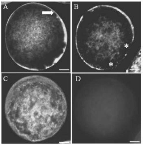 A method for improving the quality and efficiency of in vitro maturation of an oocyte